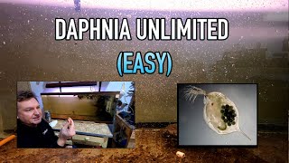 How I Raise Daphnia Water Fleas And You Can Too [upl. by Yecnuahc]