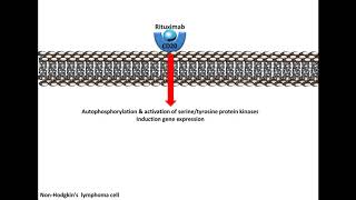 Rituximab  Mechanism of Action [upl. by Anidualc]