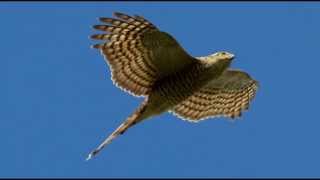 Sparrowhawk Bird Call Bird Song [upl. by Vinni]