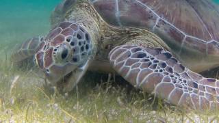 Tortuga verde  Chelonia mydas [upl. by Derick]