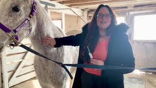 Administering IM Injection on a Horse [upl. by Muhcan]