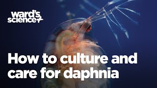 Caring and Culturing for Daphnia [upl. by Ramsey103]