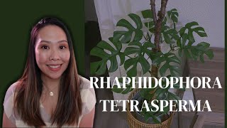 RHAPHIDOPHORA TETRASPERMA  5 TIPS things to do [upl. by Crysta]