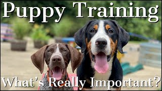 Puppy Training  The Truth About Whats Really Important [upl. by Alister]