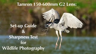 Tamron 150600mm G2 Lens  Set up Guide amp Sharpness Test for Wildlife Photography [upl. by Paapanen]