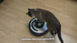 Cat shows HOW TO use iRobot Roomba Vacuum [upl. by Eenet]