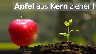 Apfelbaum aus Kern ziehen 🍎  Apfel aus Samen keimen lassen [upl. by Dosia156]