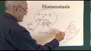 Homeostasis 1 Physiological Principles [upl. by Nehepts]