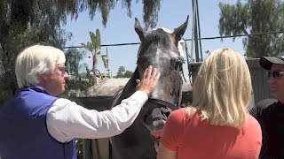 Arrogate is welcomed home [upl. by Stich]