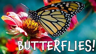 Butterflies Fun Butterfly Facts for Kids [upl. by Thamos]