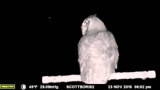 Meowing Great Horned owl on our perch [upl. by Hanan]