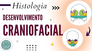 DESENVOLVIMENTO CRANIOFACIAL [upl. by Georgetta]