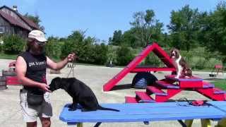 Training Your Labrador Retriever Part 2 [upl. by Dotty974]