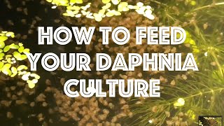 How To Feed Your Daphnia Culture [upl. by Shirl]