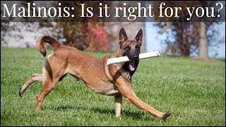 Belgian Malinois  Is It Right For You [upl. by Ginder]