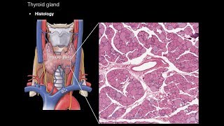 Thyroid and Parathyroid Glands [upl. by Ennairrac]