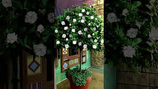 Gardenias Trees amp Shrubs [upl. by Cleave]