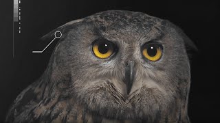 How Does an Owls Hearing Work  Super Powered Owls  BBC Earth [upl. by Chappie]