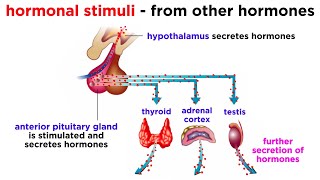 The Endocrine System [upl. by Fabrianna450]