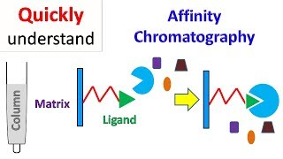 Affinity chromatography [upl. by Paymar]