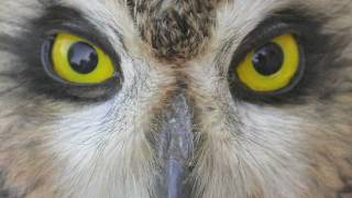 Separating Shorteared and Longeared Owls [upl. by Hazlip]