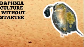 HOW TO CULTURE DAPHNIA NATURALLY WITHOUT A STARTER [upl. by Burkhart394]