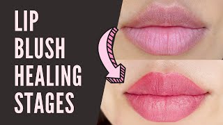 LIP BLUSH HEALING STAGES [upl. by Ddot]