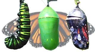 Monarch Butterfly Metamorphosis Timelapse FYV [upl. by Ahdar]