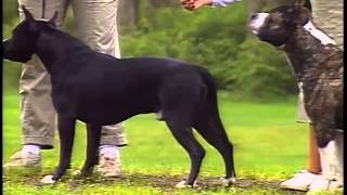 American Staffordshire Terrier  AKC Dog Breed Series [upl. by Stephan]