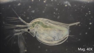 Daphnia magna under the Microscope [upl. by Hazard65]