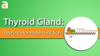 Thyroid Gland Thyroid Hormone Function [upl. by Annert]