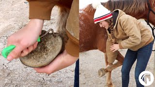 How To Clean A Horses Hooves The Easy Way [upl. by Alexandre]