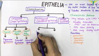 EPITHELIUM  Classification  Basic Histology [upl. by Airamahs]