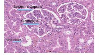 Histology of the Kidney [upl. by Bekah]