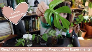 How to Propagate Rhaphidophora tetrasperma mini monstera  Propagation experiment [upl. by Ahsiea]