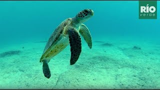 Tortuga Verde o Chelonia mydas Micros conocer es proteger [upl. by Joni]