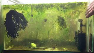 Scuds Daphnia Cherry Shrimp Copepods My aquatic food culture [upl. by Aili637]