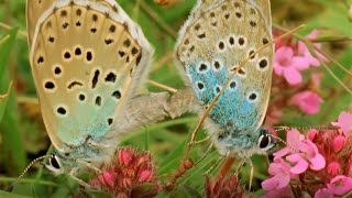 Beautiful Butterfly Moments  BBC Earth [upl. by Dominus]