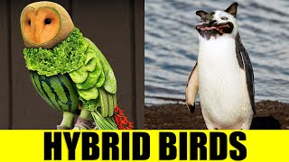 HYBRID BIRDS  Animals That Dont Exist [upl. by Erreit]