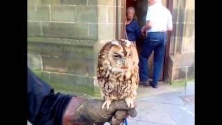 British Tawny Owl bird call sound effect [upl. by Wain]