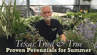 TX Tried amp True 🌼  Proven Perennials for Summer Gardens Part 2 with Rusty Allen [upl. by Dupuy59]