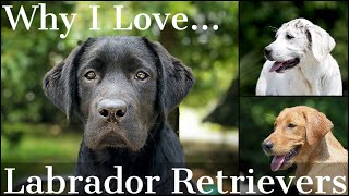 Why I Love the Labrador Retriever Part 1 [upl. by Michale]