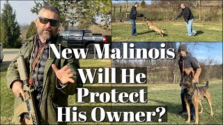 New Malinois  Will He Protect His Owner [upl. by Mayworm184]