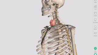 The Thyroid Gland  Complete Anatomy [upl. by Aun]