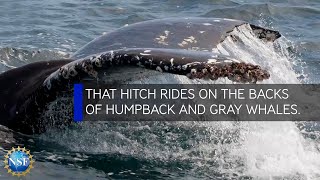 Barnacles Reveal Whales Travel History [upl. by Grimaldi898]