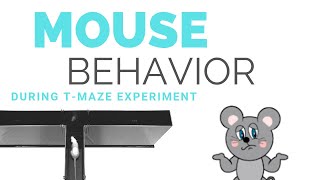 MOUSE BEHAVIOR [upl. by Nilson]