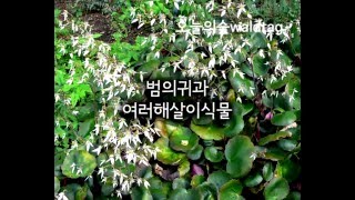 바위취 Saxifraga stolonifera [upl. by Dionne]