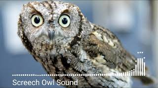 Animal sounds Screech Owl Sound [upl. by Cathe620]