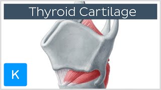 Thyroid Cartilage  Definition amp Function  Human Anatomy  Kenhub [upl. by Seroka]