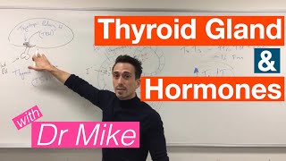 Thyroid Gland and Hormones [upl. by Katleen]